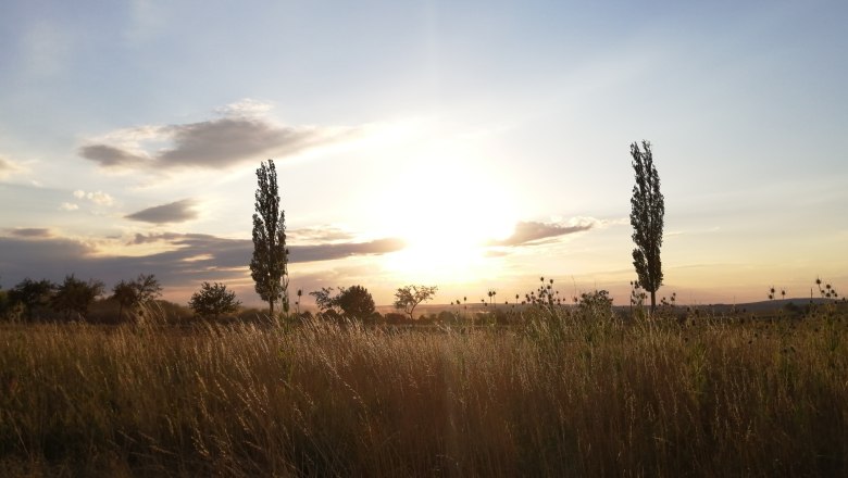 Abenddämmerung, © Andrea Wiesinger Sonnenuntergang über einem Feld mit Bäumen und hohem Gras.