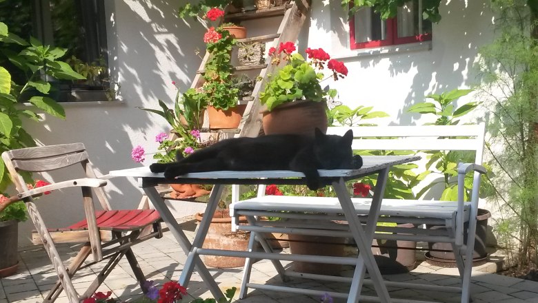 Relaxen im Innenhof, © Weinbau Wiesinger Eine schwarze Katze liegt entspannt auf einem weißen Tisch in einem blühenden Innenhof.