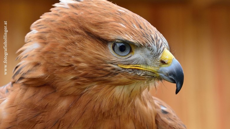 Falkenhof, © Eveline  Hollinger