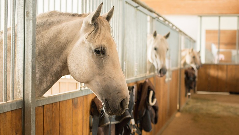 Horses in a row of stables with wooden walls and metal bars.